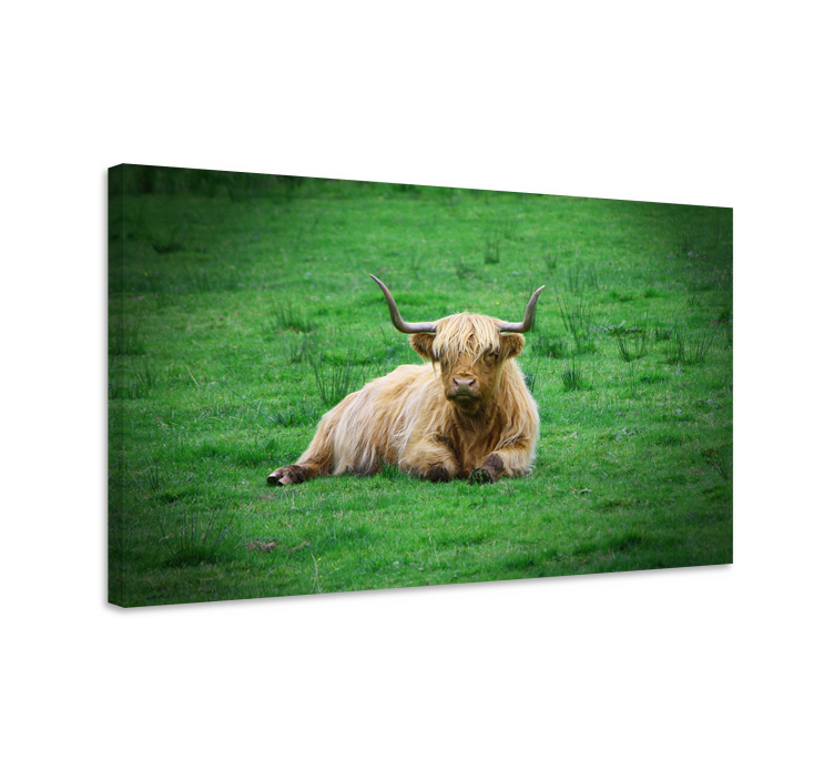 Tablou animale vaca highland odihnindu-se - TenStickers