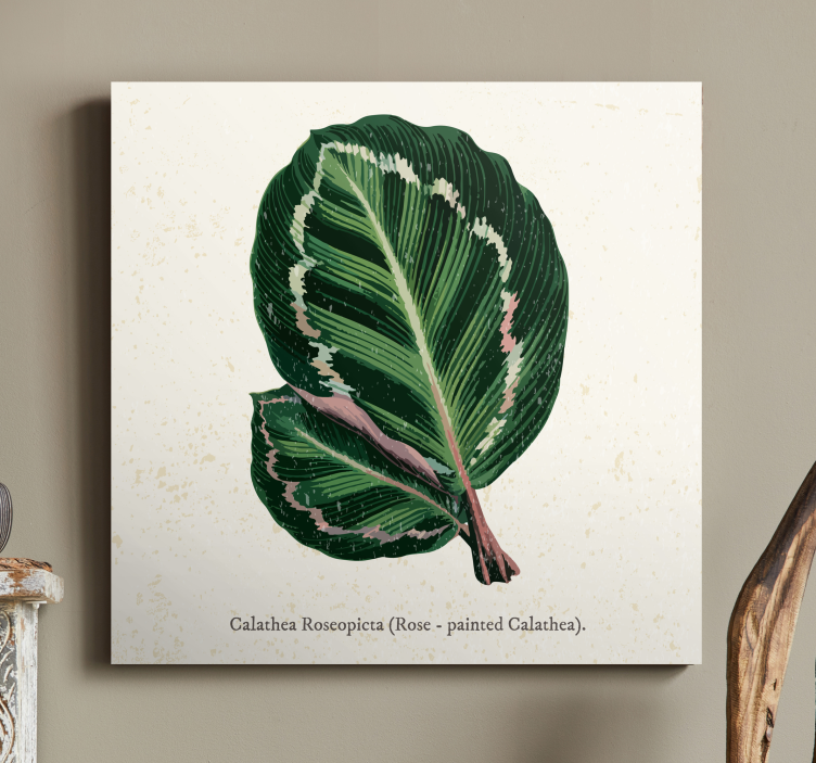 Tablou plante ilustrație de frunze de calathea - TenStickers