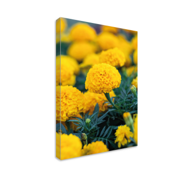 Tablou flori buchete de crăițe galbene - TenStickers