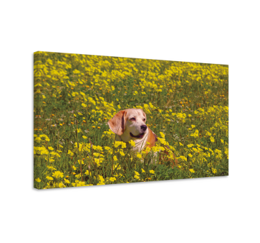 Câine așezat în flori pânză florală - TenStickers