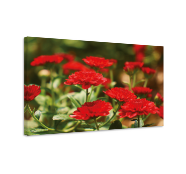 Cuisoare rosii floare germana panza florala - TenStickers