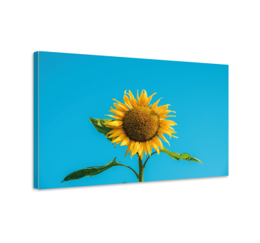 Floare de soare pe panza florala albastra - TenStickers