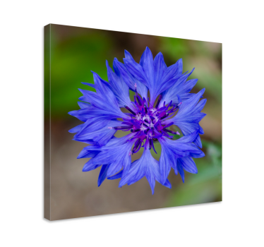 Pânză florală albastră frumoasă de floarea de porumb - TenStickers