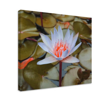 Trandafiri de mare și crini pânză florală - TenStickers