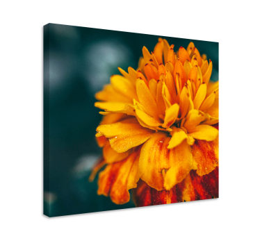 Tablou flori floare de portocal vibrantă - TenStickers