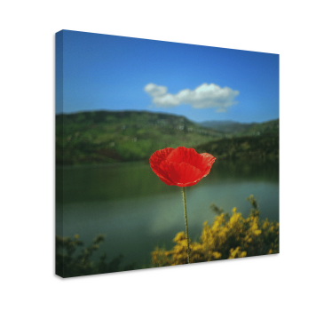 Maci roșii cu cerul pe fundal pânză florală - TenStickers