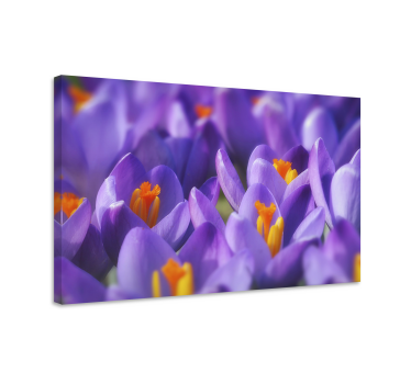 Pânză florală de flori de crocus violet și portocaliu - TenStickers