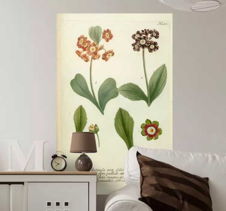 Auricula floare ilustrare autocolant - TenStickers