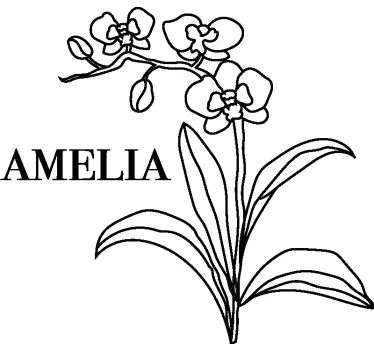 Frumoasa linie de orhidee cu decor de perete cu flori de ramură - TenStickers