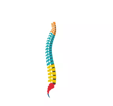 Autocolant de perete vertebral - TenStickers