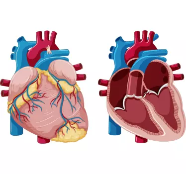 Ilustrare decorare perete anatomie - TenStickers