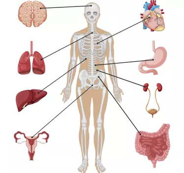 Infografie medicală decor de perete - TenStickers
