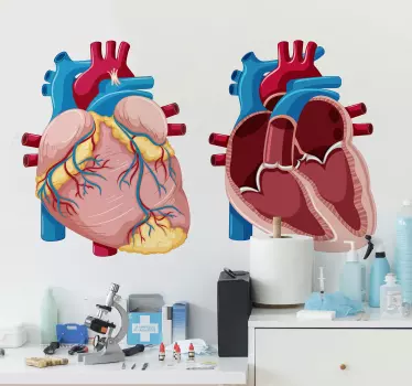 Ilustrare decorare perete anatomie - TenStickers