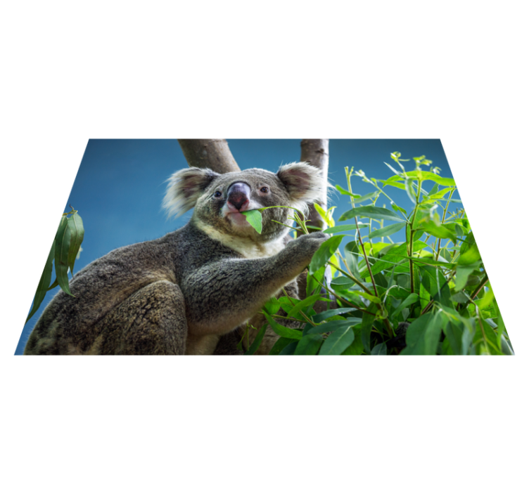 Covor vinil animal koala în natură - TenStickers