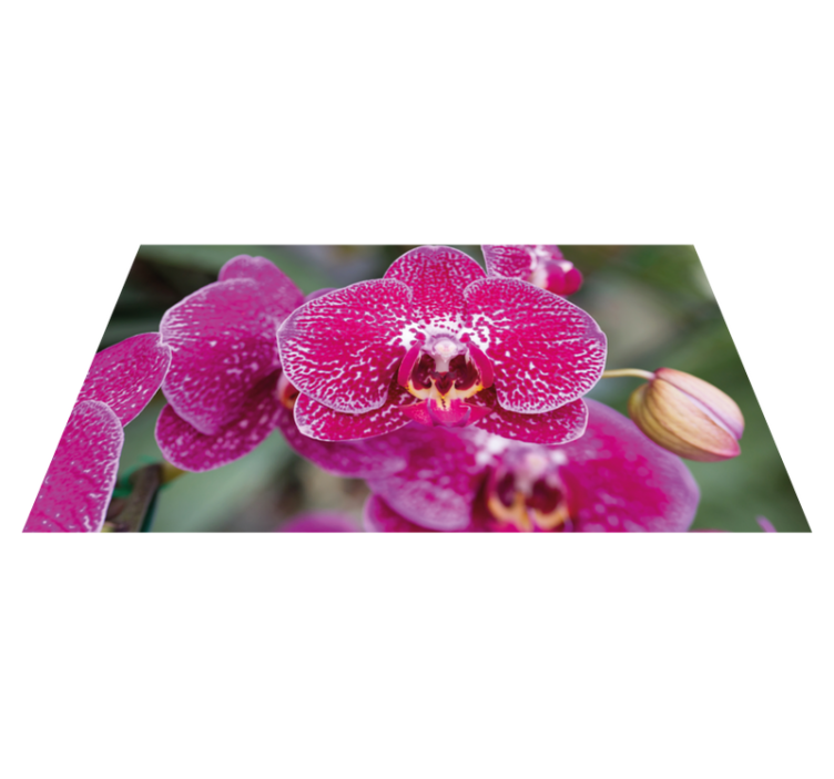 Covor violet orhidee violet closeup - TenStickers