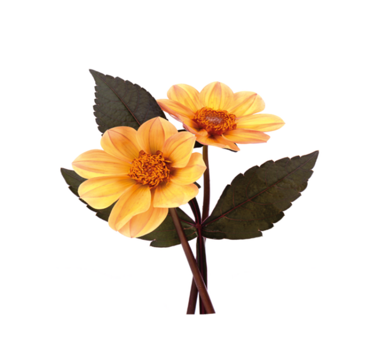 Covor vinil flori și plante compoziție florile vii - TenStickers