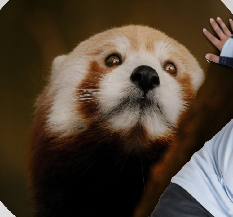 Covor animal drăguț panda roșu animal - TenStickers