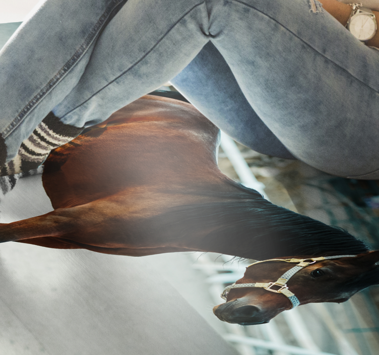 Covor vinil animal portret de cal maiestuos - TenStickers