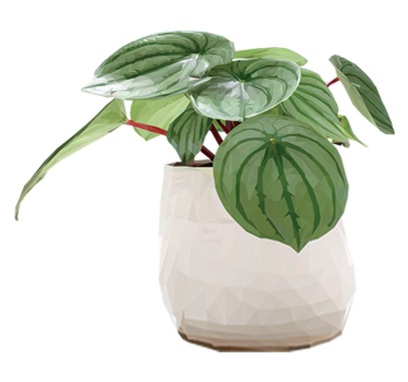 Covor vinil flori și plante pentru plante de interior - TenStickers