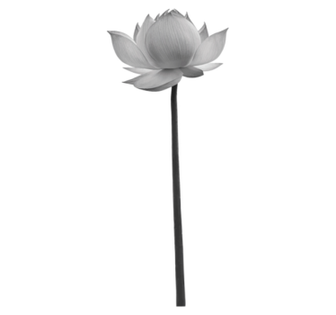 Covor vinil dormitor floarea lotus solitară - TenStickers