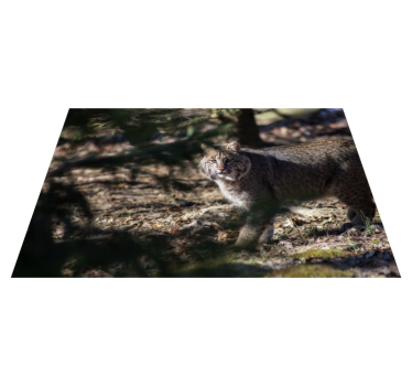 Pisică sălbatică animal mat - TenStickers
