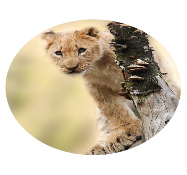 Covor de vinil pentru animale leu drăguț - TenStickers