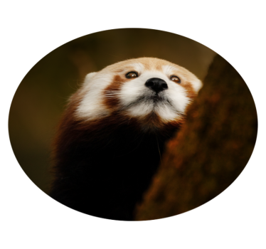 Animal drăguț panda roșu animal mat - TenStickers