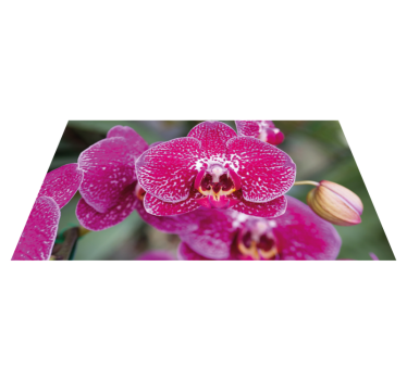 Covor violet orhidee closeup floare - TenStickers
