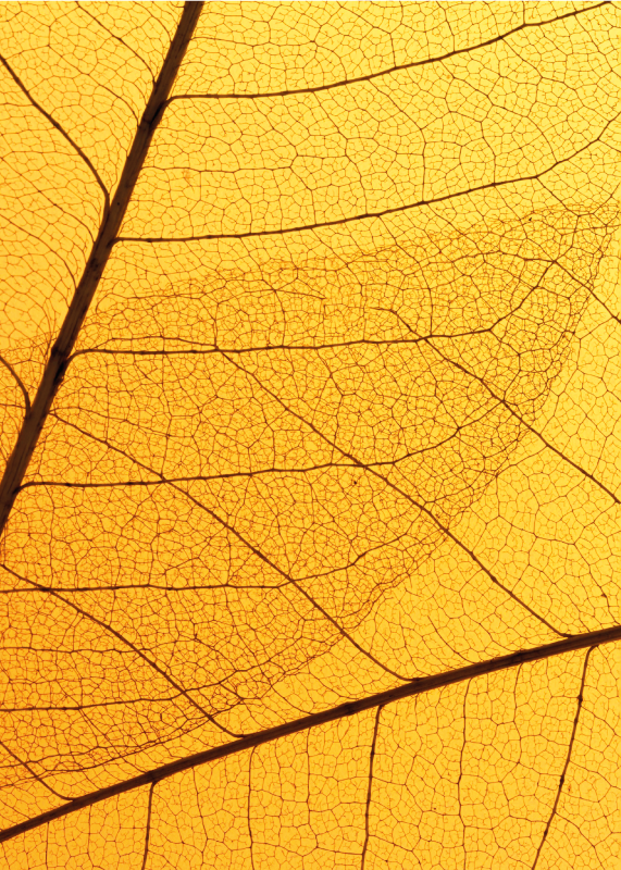 Covor de vinil galben designul frunzelor botanice - TenStickers