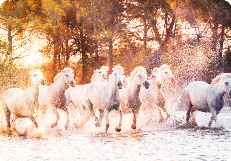 Covor vinil animal cai sălbatici la apus - TenStickers