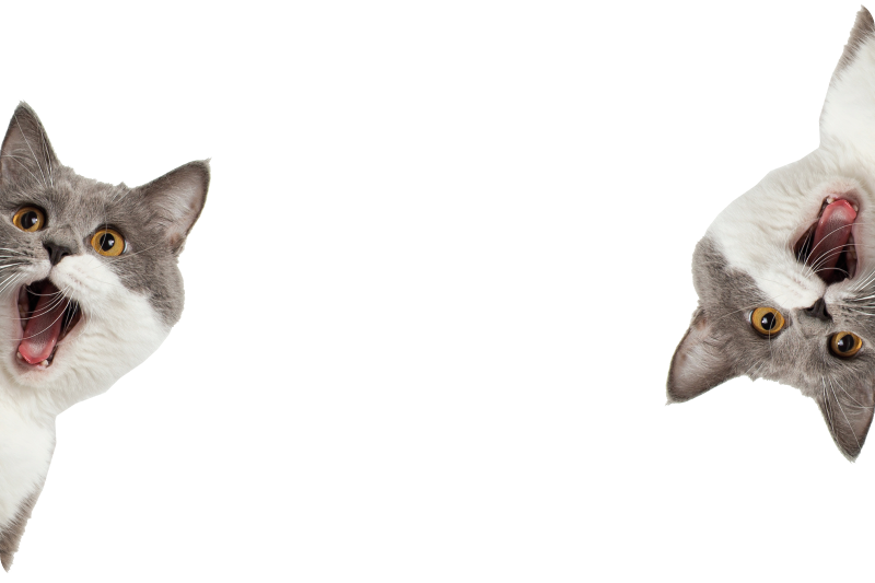Covor vinil animal pisică spionând pe fundal alb - TenStickers