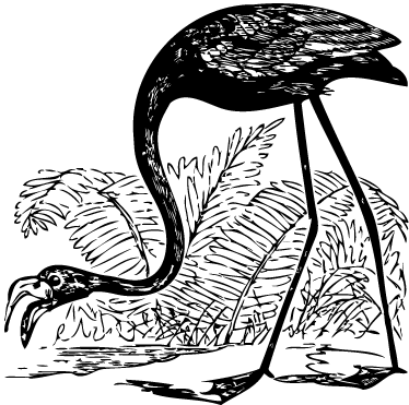 Covor vinil animal flamingo cu ferigi - TenStickers