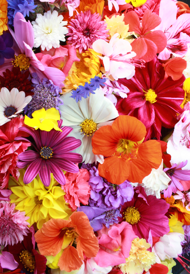 Covor vinil flori și plante flori colorate din belșug - TenStickers