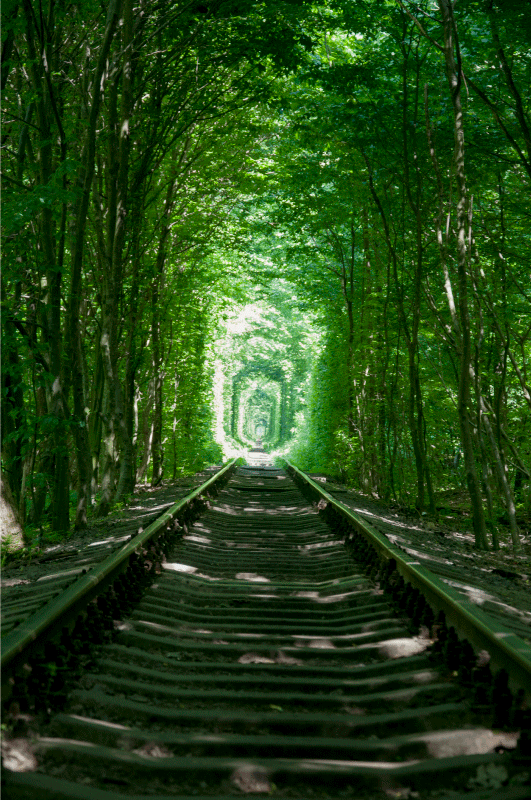 Covor vinil flori și plante cărări și copaci - TenStickers