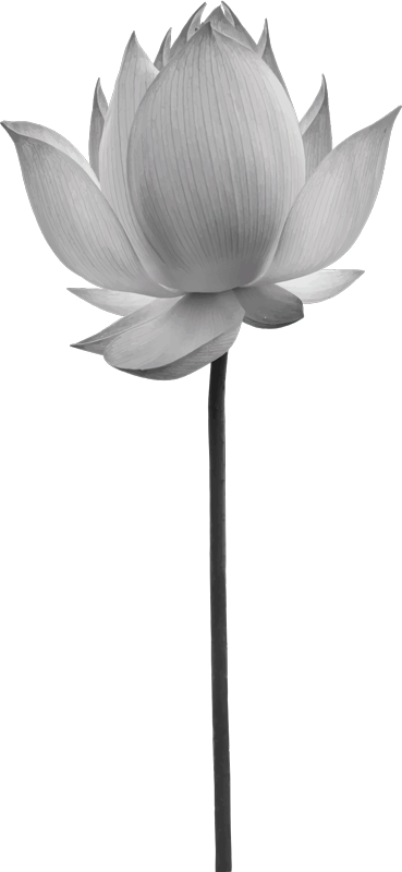 Covor vinil dormitor floarea lotus solitară - TenStickers