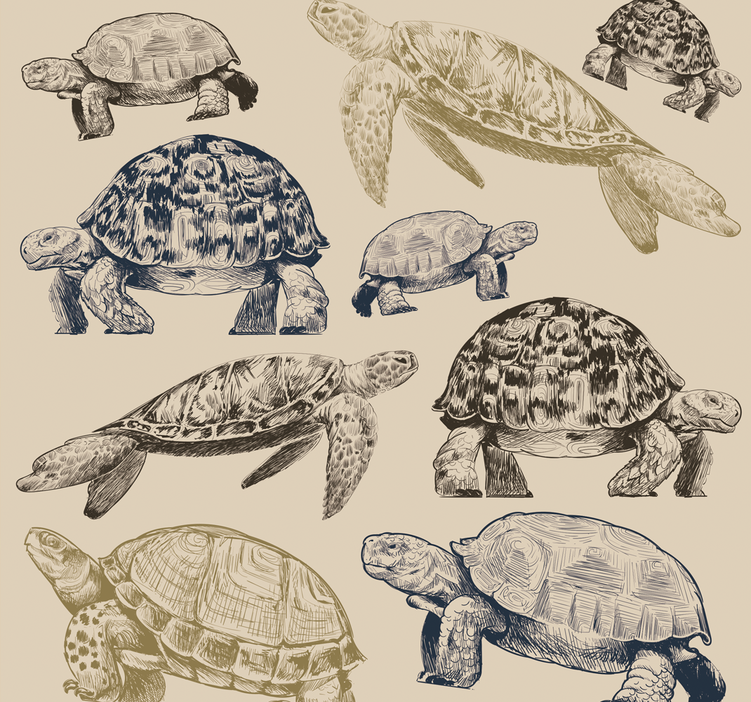 Covor vinil animal broaște țestoase pe fundal bej - TenStickers