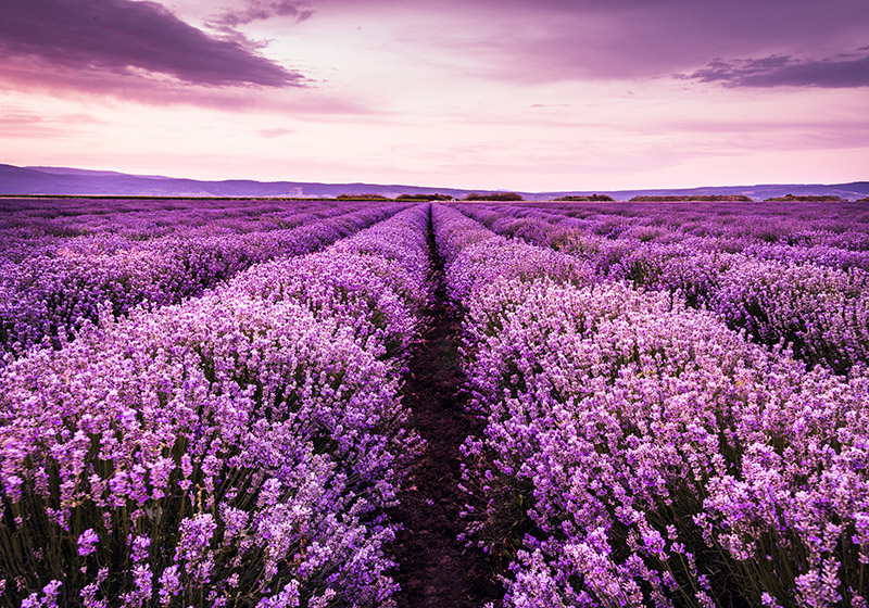 Covor de vinil violet cu flori de lavandă în provența - TenStickers