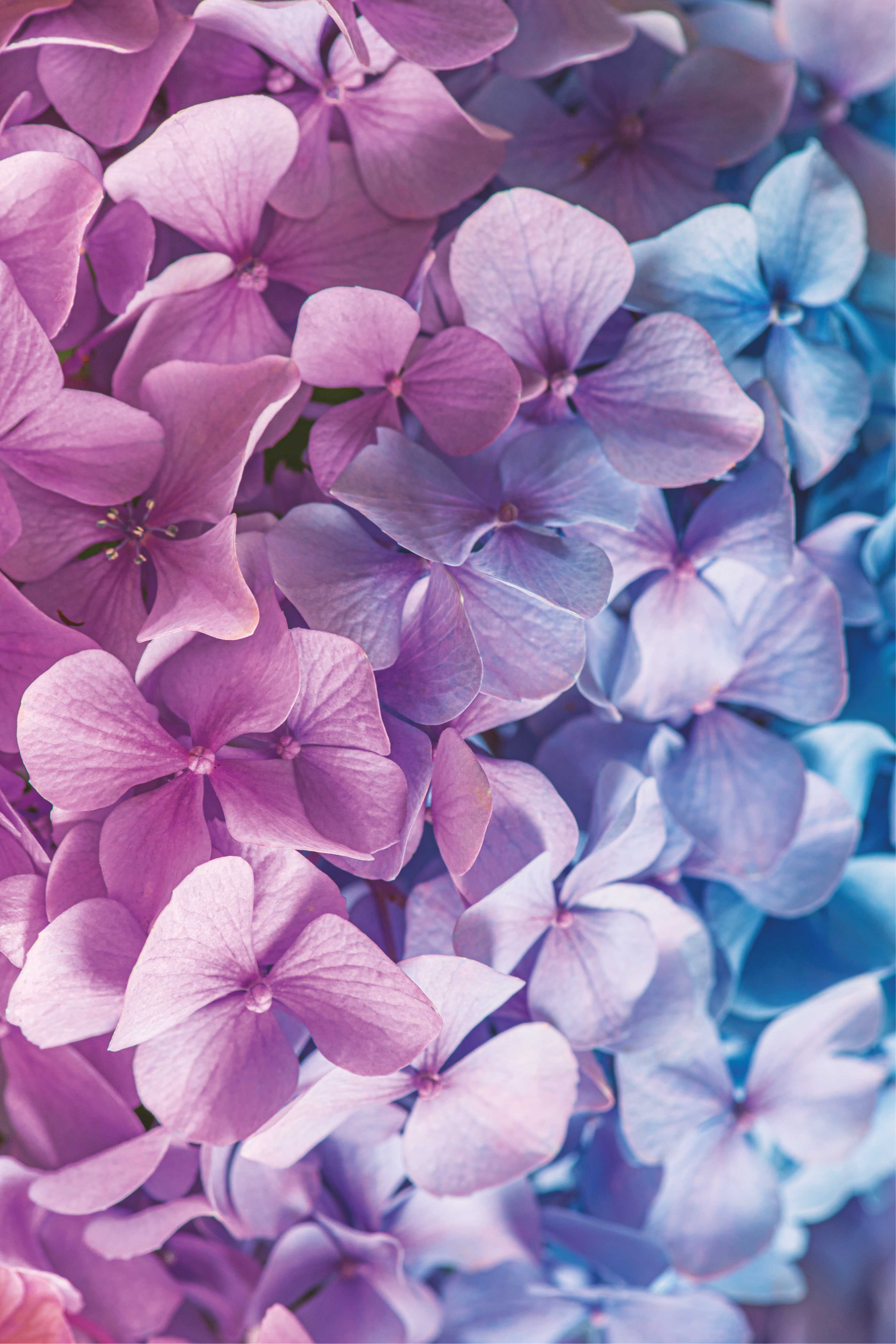 Covor de vinil violet cu multe flori de hortensie - TenStickers