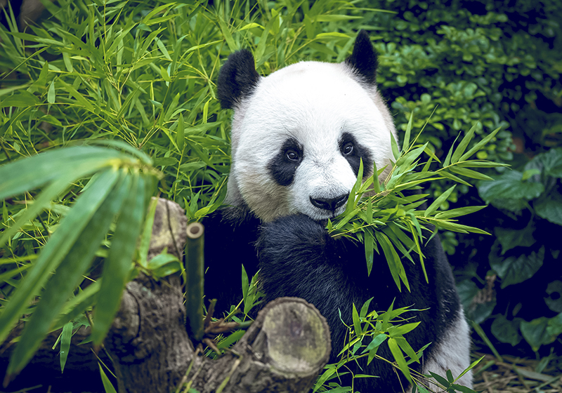 Covor vinil verde panda drăgălaș - TenStickers