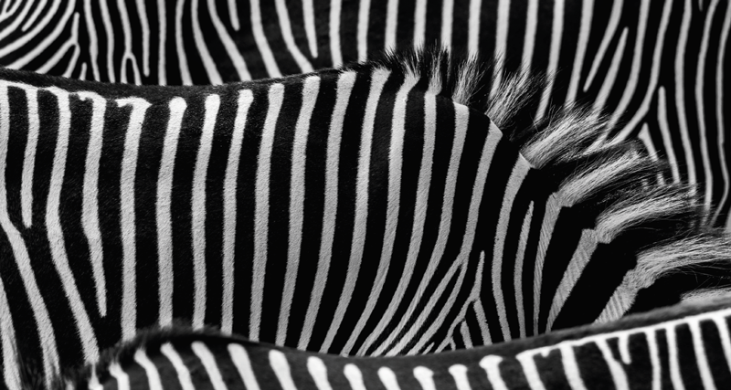 Covor vinil cu imprimeu animal zebra - TenStickers