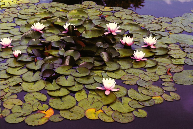 Covor de lotus în iaz floral din vinil - TenStickers