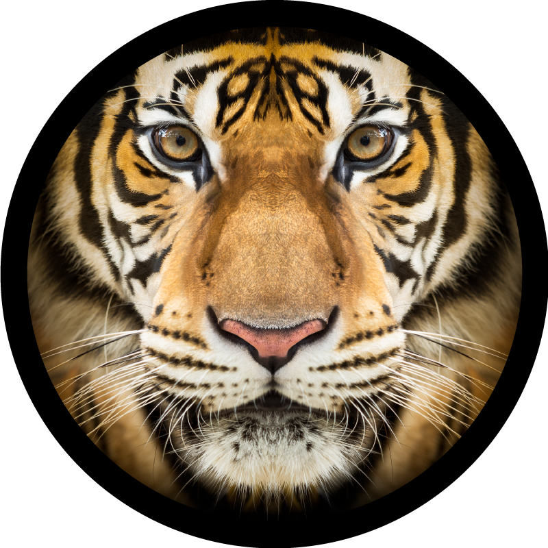 Covor realist pentru animale tigru - TenStickers