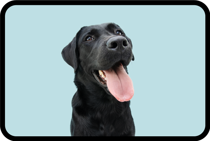 Covor vinil animal câine labrador negru - TenStickers