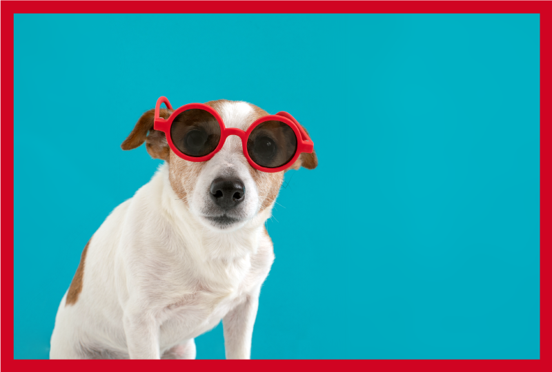 Covor vinil animal portret elegant de câine - TenStickers