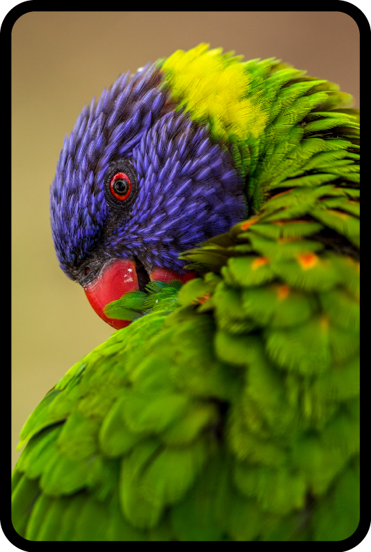 Covorul de papagal curcubeu - TenStickers