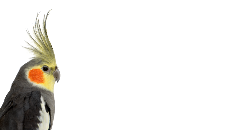 Covor vinil animal siluetă de cocoșită - TenStickers