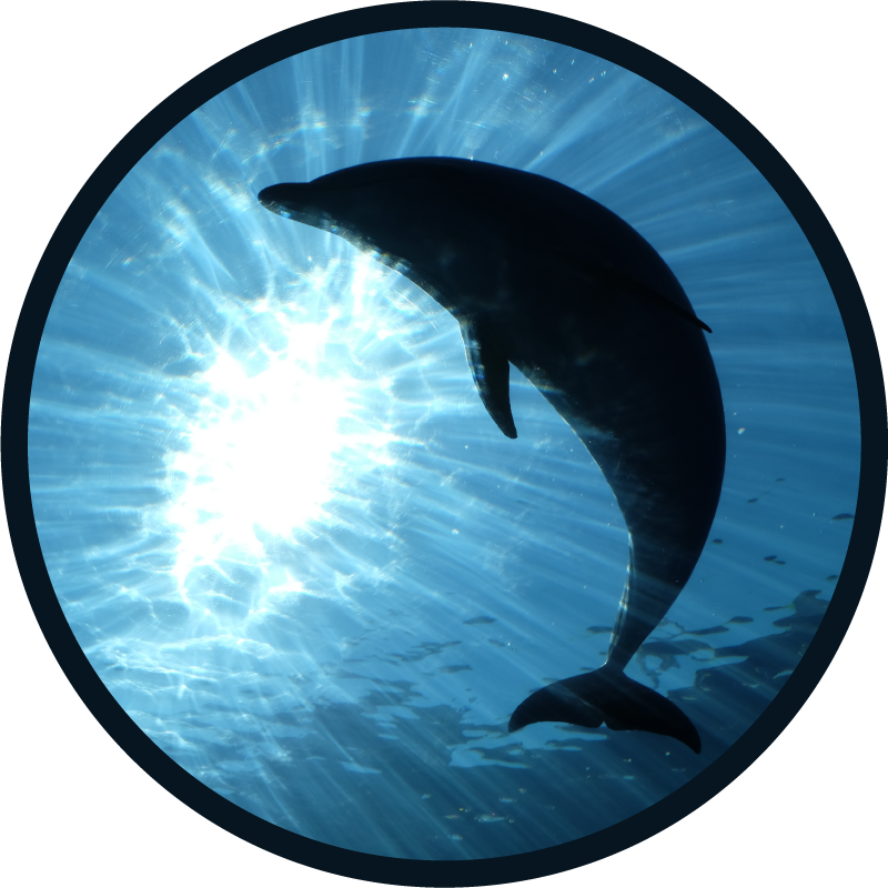 Covor silueta delfin animale - TenStickers