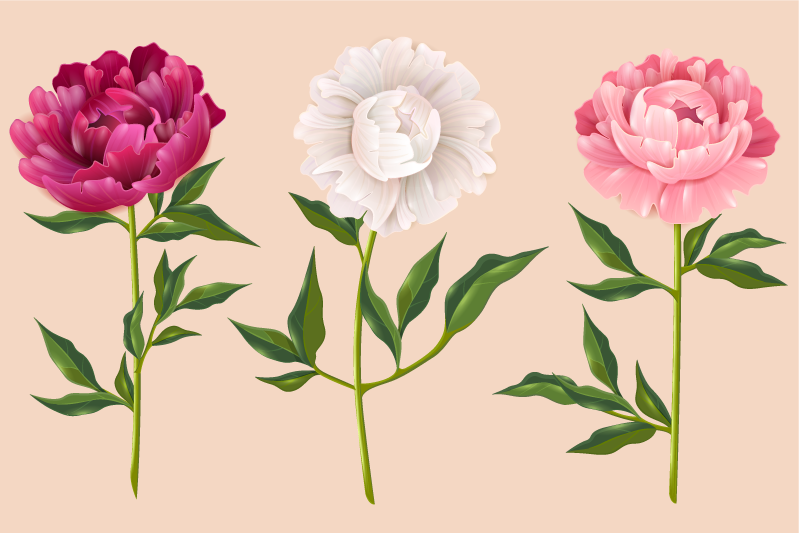 Bujor covor floral diferite culori - TenStickers