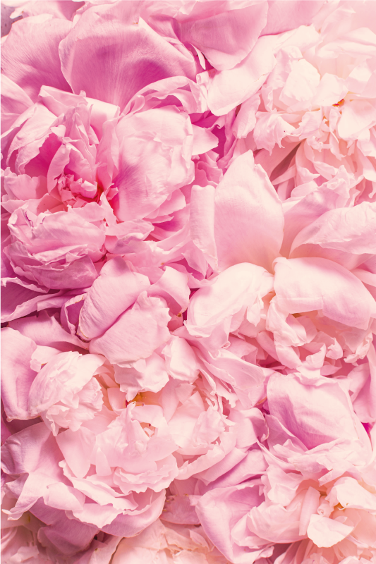 Covor floral cu flori roz realiste bujor - TenStickers