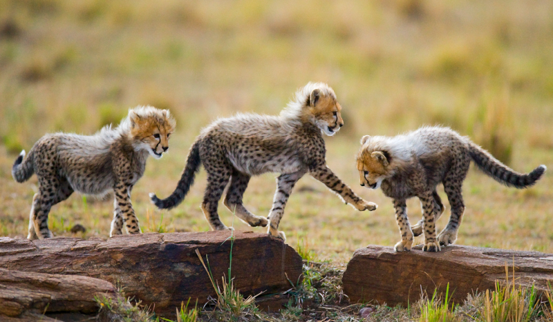 Covor de pui de ghepard drăguț cu animale - TenStickers